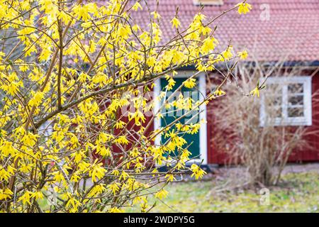 Blühender Forsythienstrauch bei einem roten Häuschen Stockfoto