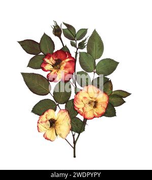 Getrocknete Rosenblüten und Zweige mit Blättern. Trocken gepresstes Blatt und Blüte. Kann für Retro-, Vintage- und nostalgisches Scrapbooking-Design verwendet werden. Isoliert auf W Stockfoto
