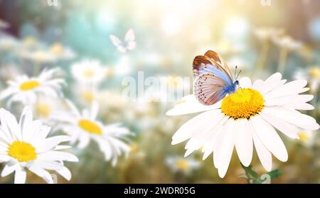 Wilde Kamillenblüten auf einer Wiese im sonnigen Frühlingshintergrund. Sommerszene mit Schmetterling- und Kamillenblüten in Sonnenstrahlen. Nahaufnahme Stockfoto