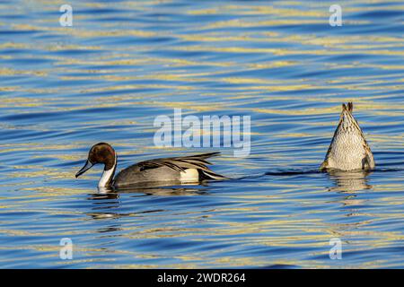 Die zwei Pintails (Anas acuta) schwimmen zusammen in einem ruhigen See in der Nähe des Ufers Stockfoto