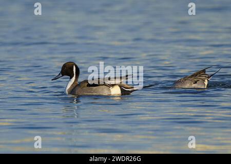 Die zwei Pintails (Anas acuta) schwimmen zusammen in einem ruhigen See in der Nähe des Ufers Stockfoto