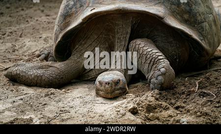 Eine riesige Espanola-Schildkröte, die in der Hitze des Tages müde aussieht. Espanola, Galapagos, Ecuador. Stockfoto