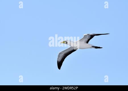 Maskenbooby, Sula dactylatra, Sulidae, im Flug, Vogel, Tier, Indischer Ozean Stockfoto