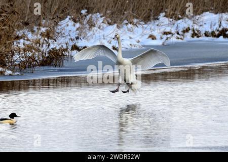 Stumm Schwan, Cygnus olor, Anatidae, Landung, Vogel, Tier, Federsee, Bad Buchau, Baden-Württemberg. Deutschland Stockfoto