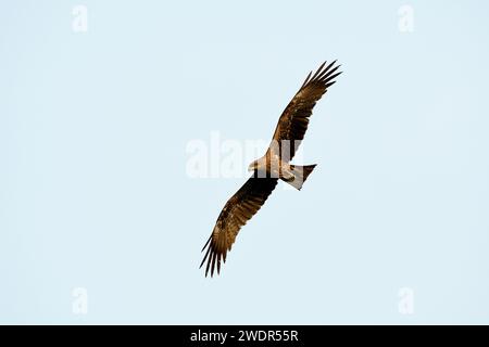 Schwarzohr-Drache, Milvus migrans lineatus, Accipitridae, Raubvogel, im Flug, Vogel, Tier, in Überwinterungsgebieten, Murmogao, Indien Stockfoto