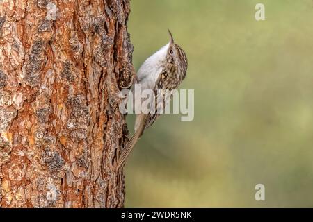 Vogel, Tier, Natur, Schweiz, Baumläufer, Waldbaumläufer, Certhia familiaris, eurasischer Baumpfänger, gemeiner Baumpfänger Stockfoto