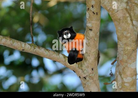 Südamerika, Amazonas, Ecuador, Napo Wildlife Center, Yasuni Nationalpark, Quichua Community, Affe, Stockfoto