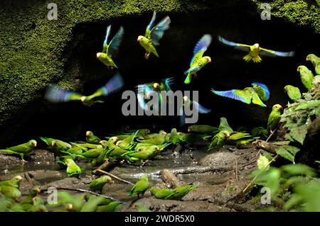 Südamerika, Amazonas, Ecuador, Napo Wildlife Center, Yasuni Nationalpark, Quichua Community, Papagei, Tonlecken, Stockfoto