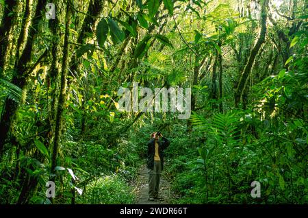 Mittelamerika, Costa Rica, Cordillera de Tilarán, Monte Verde, La Reserva Bosque Nuboso Santa Elena, Stockfoto