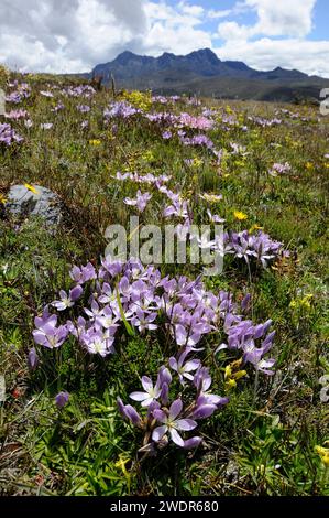 Südamerika, Anden, Ecuador, Cotopaxi-Nationalpark, in der Nähe des Vulkans Cotopaxi, Gipfel, Landschaft, Wildblumen, Blüte, Berge, landschaftlich, Schnee Stockfoto