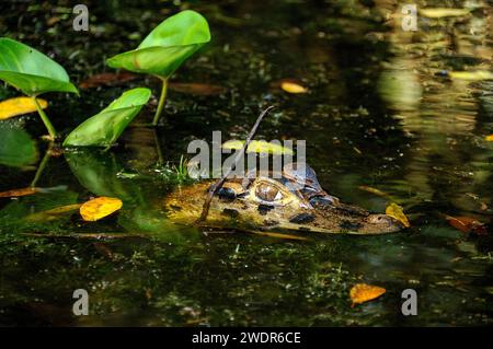 Südamerika, Amazonas, Ecuador, Napo Wildlife Center, Yasuni Nationalpark, Quichua Community, Caiman crocodilus, Stockfoto