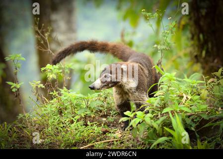 Zentralamerika, Costa Rica, Provinz Alajuela, Nationalpark Poas Volcan, Coati, Stockfoto