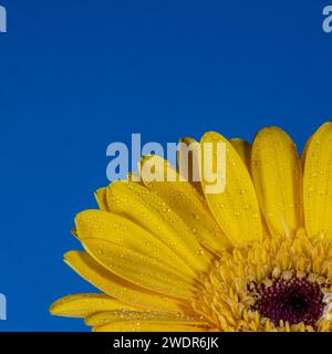 Detail einer gelben Blume, die sich vor einem tiefblauen Hintergrund abhebt. Auf den Blütenblättern sind Wassertropfen Stockfoto