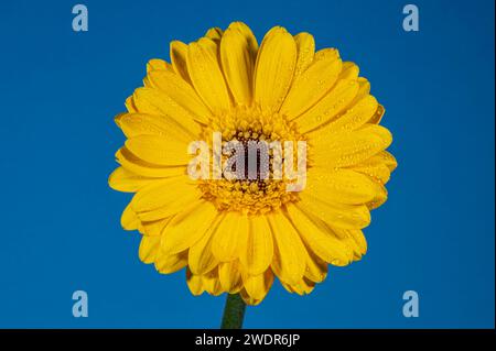 Detail einer gelben Blume, die sich vor einem tiefblauen Hintergrund abhebt. Auf den Blütenblättern sind Wassertropfen Stockfoto