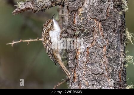 Vogel, Tier, Natur, Schweiz, Baumläufer, Waldbaumläufer, Certhia familiaris, eurasischer Baumpfänger, gemeiner Baumpfänger Stockfoto