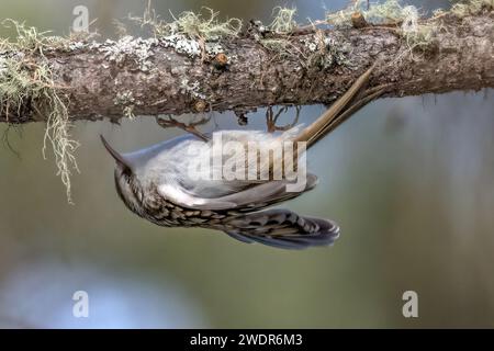 Vogel, Tier, Natur, Schweiz, Baumläufer, Waldbaumläufer, Certhia familiaris, eurasischer Baumpfänger, gemeiner Baumpfänger Stockfoto