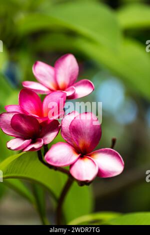 Plumeria Rubra oder Red Frangipani Flower, Queensland; Australien. Stockfoto