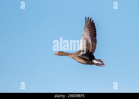 Graugans im Flug gegen blauen Himmel (mit Redaktionsraum) Stockfoto