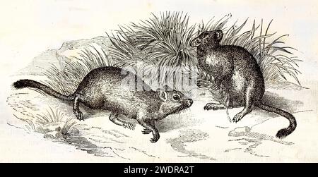 Hochdetaillierte zoologische Vintage-Gravur von zwei fetten Sandratten in einer natürlichen Umgebung, von Zimmermann und Illner, veröffentlicht in Paris, 1878. Stockfoto