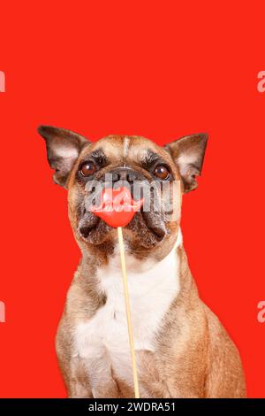 Lustiger französischer Bulldog mit Valentinstag-Kuss-Lippen-Fotoauflage vor rotem Hintergrund Stockfoto