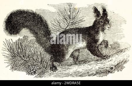 Fein detaillierter Vintage-Stich eines Roten Eichhörnchens auf einem Kiefernzweig von Zimmermann und Illner aus Brehm, Les Mammifères, Paris, 1878. Stockfoto