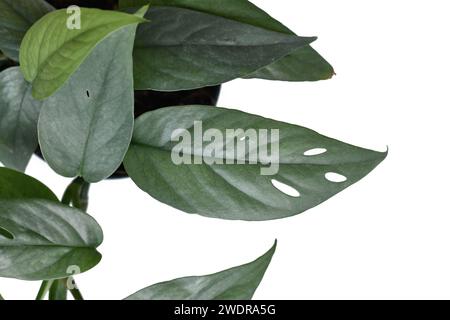 Nahaufnahme des Blattes der tropischen „Epipremnum pinnatum Cebu Blue“-Zimmerpflanze mit silberblauen Blättern mit Fenestration Stockfoto