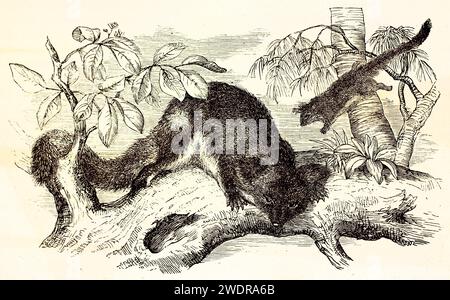 Fein gerenderte Vintage-Gravur von zwei Gelbbauchgleitern in tropischer Baumkulisse mit exquisiten Liniendetails und botanischen Akzenten. 1878. Stockfoto