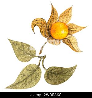 Aquarellillustration herbstlicher Physalisbeeren. Von Hand gezogene Physalis-Beeren, Blumen, Blätter. Stockfoto