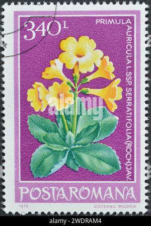 Von Rumänien gedruckte gestempelte Briefmarke, die Primula (Primula auricula L. subsp. Serratifolia), ca. 1979. Stockfoto