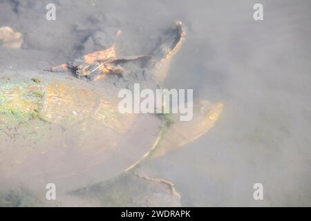 Die östliche Langhalsschildkröte (Chelodina longicollis) ist eine ostaustralische Art der Schlangenhalsschildkröte. Stockfoto