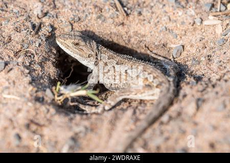 Der jacky-Drache (Amphibolurus muricatus) vor einem Loch. Stockfoto