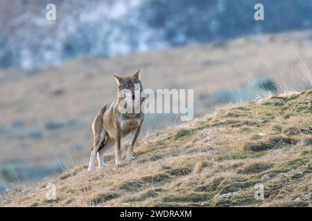 Wilder italienischer Wolf (Canis Lupus italicus), auch Apenninwolf genannt, der an einem alpinen Hang steht und an einem Wintertag, den Alpen, direkt in die Kamera blickt Stockfoto
