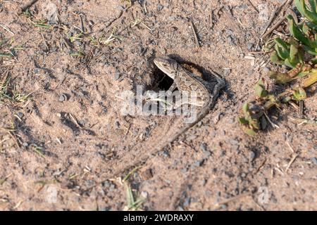 Der jacky-Drache (Amphibolurus muricatus) vor einem Loch. Stockfoto