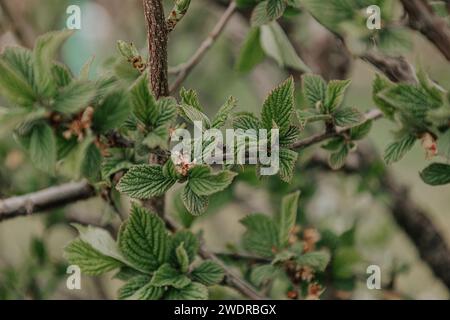 Blütenbaum natürlicher Hintergrund weiche grüne Farbe. Naturszene im Frühling, selektiver Fokus. Der Beginn des Frühlings, Zweige wilder Apfelbaum. Botanisch W Stockfoto