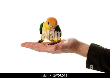Ein schöner Vogel sitzt anmutig auf der Hand einer Person, vor einem sauberen weißen Hintergrund Stockfoto