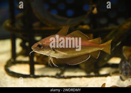 Trisopterus luscus wunderschöne Fische schwimmen im Aquarium. Stockfoto