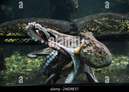 Wunderschöne Tintenfische, die im Aquarium schwimmen. Stockfoto