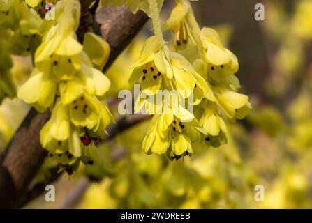 Makro der Corylopsis spicata oder der Winterhaselblüte im Frühfrühling Stockfoto