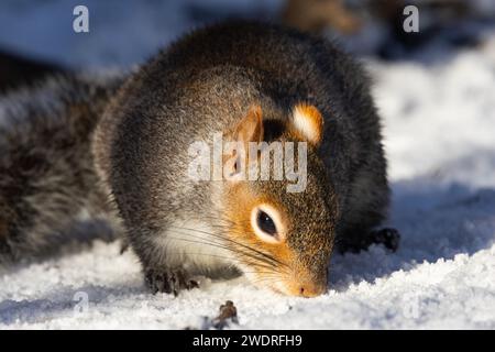 Ein graues Eichhörnchen sucht im Schnee nach Nahrungsmitteln, die es im Herbst in einer Zeit voller Überflutung verstaut hat. Eichhörnchen haben erstaunliche Erinnerungen Stockfoto