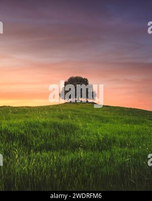 Holm Eiche auf dem Hügel bei Sonnenuntergang im Frühling. Pieve a Salti, Buonconvento, Provinz Siena, Toskana Stockfoto