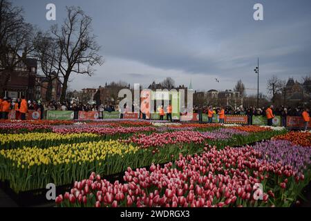 Vor kurzer Zeit versammelten sich Tausende am 3. Samstag im Januar, um den Nationalfeiertag der Tulpen zu feiern, der den Beginn der Tulpenschnittsaison markiert. Am Amsterdamer Museumplein zog ein Tulpenpflückgarten mit etwa 200.000 Tulpen eine geschäftige Menschenmenge an. Der Garten öffnete um 13:00 Uhr, und das begeisterte Treffen hatte die Gelegenheit, kostenlose Sträuße zu pflücken. Das Thema „Let's Dance!“ aus dem Jahr 2024 Der DJ und Produzent Hardwell eröffnen offiziell den Garten. Beginnend mit diesem bedeutsamen nationalen Tulpentag. Amsterdam, Niederlande, 20. Januar 2024. P Stockfoto