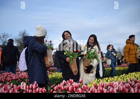 Vor kurzer Zeit versammelten sich Tausende am 3. Samstag im Januar, um den Nationalfeiertag der Tulpen zu feiern, der den Beginn der Tulpenschnittsaison markiert. Am Amsterdamer Museumplein zog ein Tulpenpflückgarten mit etwa 200.000 Tulpen eine geschäftige Menschenmenge an. Der Garten öffnete um 13:00 Uhr, und das begeisterte Treffen hatte die Gelegenheit, kostenlose Sträuße zu pflücken. Das Thema „Let's Dance!“ aus dem Jahr 2024 Der DJ und Produzent Hardwell eröffnen offiziell den Garten. Beginnend mit diesem bedeutsamen nationalen Tulpentag. Amsterdam, Niederlande, 20. Januar 2024. P Stockfoto