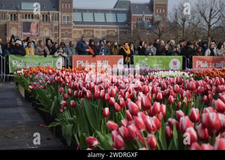 Vor kurzer Zeit versammelten sich Tausende am 3. Samstag im Januar, um den Nationalfeiertag der Tulpen zu feiern, der den Beginn der Tulpenschnittsaison markiert. Am Amsterdamer Museumplein zog ein Tulpenpflückgarten mit etwa 200.000 Tulpen eine geschäftige Menschenmenge an. Der Garten öffnete um 13:00 Uhr, und das begeisterte Treffen hatte die Gelegenheit, kostenlose Sträuße zu pflücken. Das Thema „Let's Dance!“ aus dem Jahr 2024 Der DJ und Produzent Hardwell eröffnen offiziell den Garten. Beginnend mit diesem bedeutsamen nationalen Tulpentag. Amsterdam, Niederlande, 20. Januar 2024. P Stockfoto