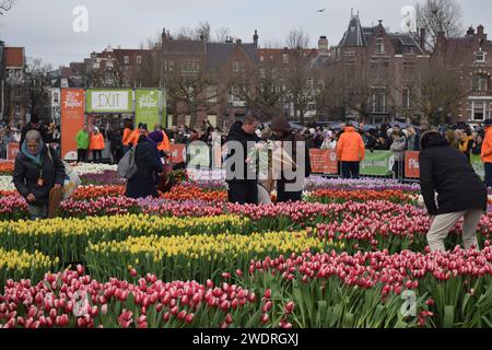 Vor kurzer Zeit versammelten sich Tausende am 3. Samstag im Januar, um den Nationalfeiertag der Tulpen zu feiern, der den Beginn der Tulpenschnittsaison markiert. Am Amsterdamer Museumplein zog ein Tulpenpflückgarten mit etwa 200.000 Tulpen eine geschäftige Menschenmenge an. Der Garten öffnete um 13:00 Uhr, und das begeisterte Treffen hatte die Gelegenheit, kostenlose Sträuße zu pflücken. Das Thema „Let's Dance!“ aus dem Jahr 2024 Der DJ und Produzent Hardwell eröffnen offiziell den Garten. Beginnend mit diesem bedeutsamen nationalen Tulpentag. Amsterdam, Niederlande, 20. Januar 2024. P Stockfoto