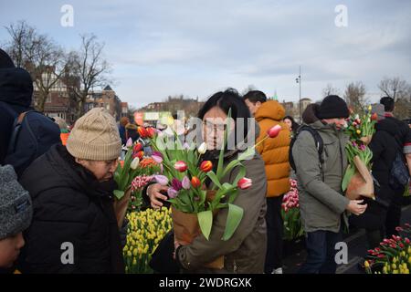 Vor kurzer Zeit versammelten sich Tausende am 3. Samstag im Januar, um den Nationalfeiertag der Tulpen zu feiern, der den Beginn der Tulpenschnittsaison markiert. Am Amsterdamer Museumplein zog ein Tulpenpflückgarten mit etwa 200.000 Tulpen eine geschäftige Menschenmenge an. Der Garten öffnete um 13:00 Uhr, und das begeisterte Treffen hatte die Gelegenheit, kostenlose Sträuße zu pflücken. Das Thema „Let's Dance!“ aus dem Jahr 2024 Der DJ und Produzent Hardwell eröffnen offiziell den Garten. Beginnend mit diesem bedeutsamen nationalen Tulpentag. Amsterdam, Niederlande, 20. Januar 2024. P Stockfoto