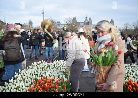 Vor kurzer Zeit versammelten sich Tausende am 3. Samstag im Januar, um den Nationalfeiertag der Tulpen zu feiern, der den Beginn der Tulpenschnittsaison markiert. Am Amsterdamer Museumplein zog ein Tulpenpflückgarten mit etwa 200.000 Tulpen eine geschäftige Menschenmenge an. Der Garten öffnete um 13:00 Uhr, und das begeisterte Treffen hatte die Gelegenheit, kostenlose Sträuße zu pflücken. Das Thema „Let's Dance!“ aus dem Jahr 2024 Der DJ und Produzent Hardwell eröffnen offiziell den Garten. Beginnend mit diesem bedeutsamen nationalen Tulpentag. Amsterdam, Niederlande, 20. Januar 2024. P Stockfoto
