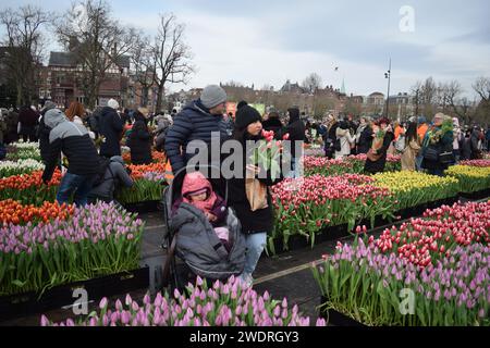 Vor kurzer Zeit versammelten sich Tausende am 3. Samstag im Januar, um den Nationalfeiertag der Tulpen zu feiern, der den Beginn der Tulpenschnittsaison markiert. Am Amsterdamer Museumplein zog ein Tulpenpflückgarten mit etwa 200.000 Tulpen eine geschäftige Menschenmenge an. Der Garten öffnete um 13:00 Uhr, und das begeisterte Treffen hatte die Gelegenheit, kostenlose Sträuße zu pflücken. Das Thema „Let's Dance!“ aus dem Jahr 2024 Der DJ und Produzent Hardwell eröffnen offiziell den Garten. Beginnend mit diesem bedeutsamen nationalen Tulpentag. Amsterdam, Niederlande, 20. Januar 2024. P Stockfoto