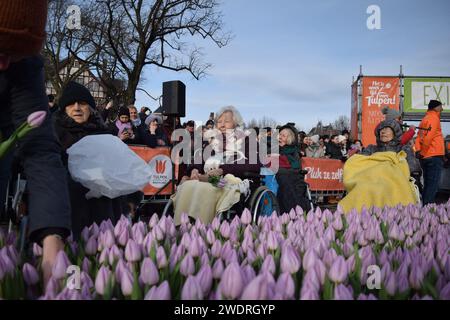 Vor kurzer Zeit versammelten sich Tausende am 3. Samstag im Januar, um den Nationalfeiertag der Tulpen zu feiern, der den Beginn der Tulpenschnittsaison markiert. Am Amsterdamer Museumplein zog ein Tulpenpflückgarten mit etwa 200.000 Tulpen eine geschäftige Menschenmenge an. Der Garten öffnete um 13:00 Uhr, und das begeisterte Treffen hatte die Gelegenheit, kostenlose Sträuße zu pflücken. Das Thema „Let's Dance!“ aus dem Jahr 2024 Der DJ und Produzent Hardwell eröffnen offiziell den Garten. Beginnend mit diesem bedeutsamen nationalen Tulpentag. Amsterdam, Niederlande, 20. Januar 2024. P Stockfoto