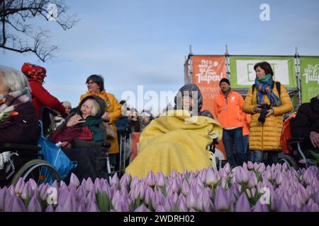 Vor kurzer Zeit versammelten sich Tausende am 3. Samstag im Januar, um den Nationalfeiertag der Tulpen zu feiern, der den Beginn der Tulpenschnittsaison markiert. Am Amsterdamer Museumplein zog ein Tulpenpflückgarten mit etwa 200.000 Tulpen eine geschäftige Menschenmenge an. Der Garten öffnete um 13:00 Uhr, und das begeisterte Treffen hatte die Gelegenheit, kostenlose Sträuße zu pflücken. Das Thema „Let's Dance!“ aus dem Jahr 2024 Der DJ und Produzent Hardwell eröffnen offiziell den Garten. Beginnend mit diesem bedeutsamen nationalen Tulpentag. Amsterdam, Niederlande, 20. Januar 2024. P Stockfoto