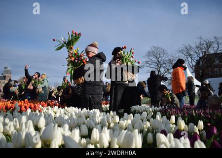 Vor kurzer Zeit versammelten sich Tausende am 3. Samstag im Januar, um den Nationalfeiertag der Tulpen zu feiern, der den Beginn der Tulpenschnittsaison markiert. Am Amsterdamer Museumplein zog ein Tulpenpflückgarten mit etwa 200.000 Tulpen eine geschäftige Menschenmenge an. Der Garten öffnete um 13:00 Uhr, und das begeisterte Treffen hatte die Gelegenheit, kostenlose Sträuße zu pflücken. Das Thema „Let's Dance!“ aus dem Jahr 2024 Der DJ und Produzent Hardwell eröffnen offiziell den Garten. Beginnend mit diesem bedeutsamen nationalen Tulpentag. Amsterdam, Niederlande, 20. Januar 2024. P Stockfoto